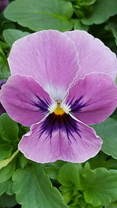 flower, blossom, bloom, 400–500, purple, nature, small flowers