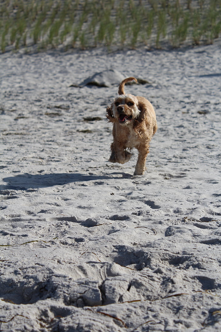 hund på stranden, spille, sjov, glæde, bevægelse, sommer, havet