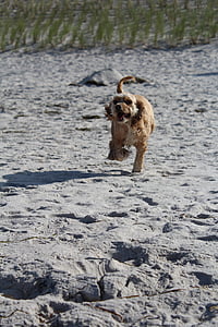 σκύλο στην παραλία, Παίξτε, διασκέδαση, χαρά, κίνηση, το καλοκαίρι, στη θάλασσα