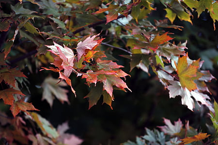 Maple, daun, merah, alam, daun maple, musim gugur, musim gugur