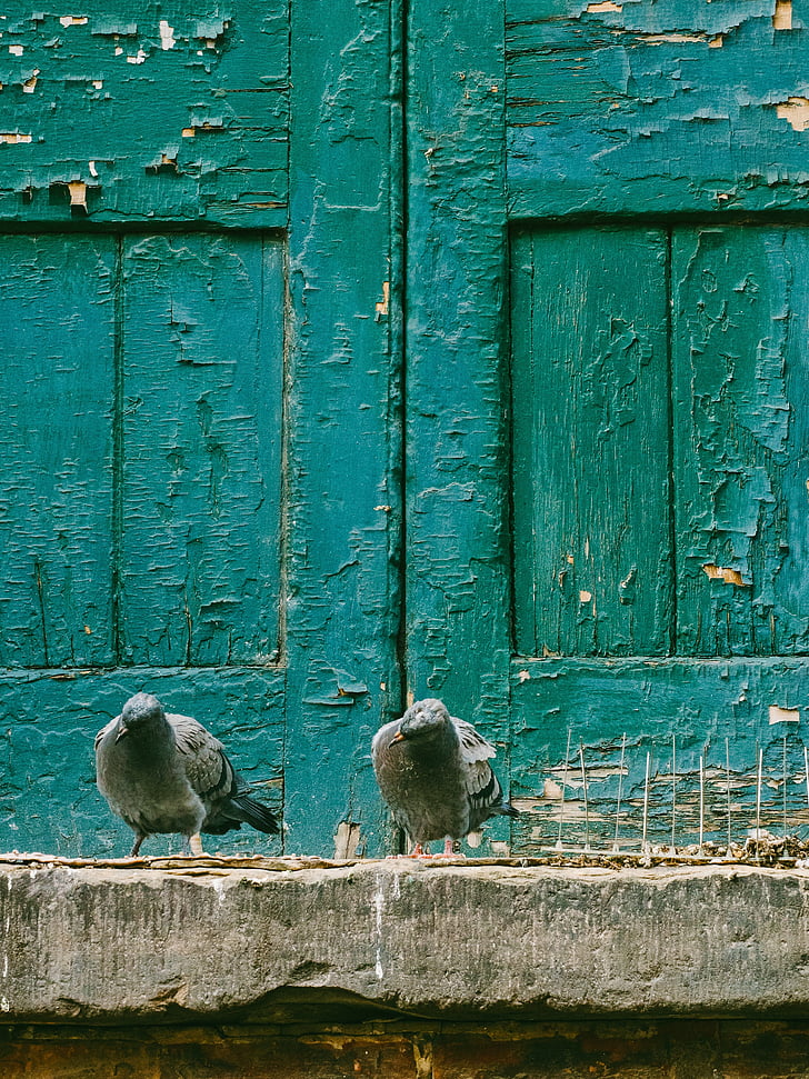 Pigeon, Dove, fugl, dyr, uden for, træ, døren