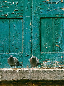 pigeon, dove, bird, animal, outside, wooden, door