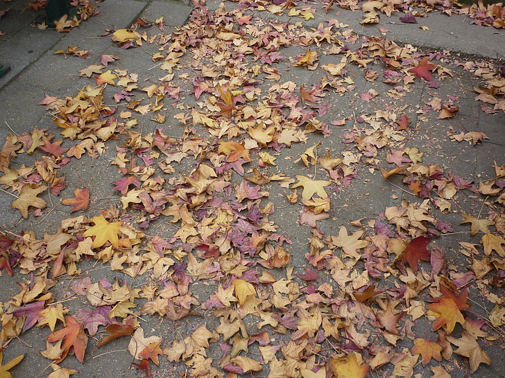 podzim, na podzim, listy, barevné, barevné, barvy podzimu, na podzim listy