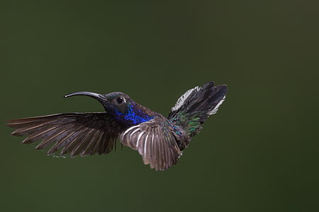 animal, bird, cute, flying, hummingbird, plumage, wildlife