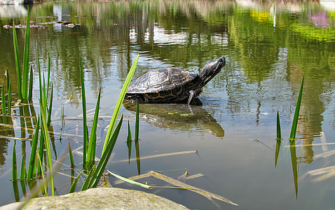 Schildkröte, Tier, Wasser Tiere, Amphibie, Teich, Biotop