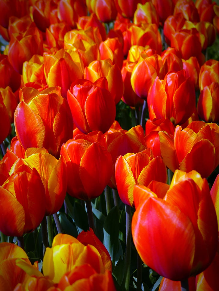 Tulipaner, blomster, orange, plante, forår, natur, farverige