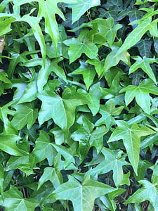blad, grøn, Ivy, natur, plante, grøn farve