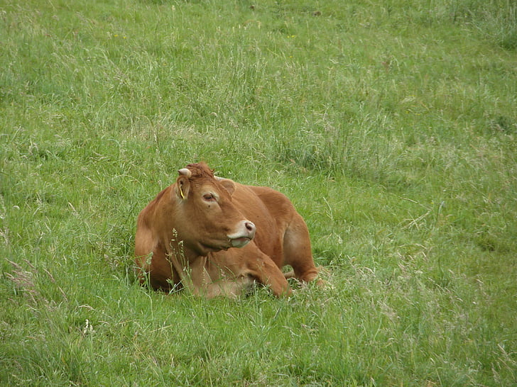 vache, viande bovine, bétail, paître