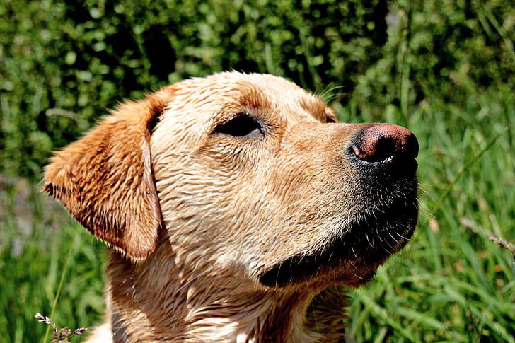 куче, жълти лаборатория, домашен любимец, Лабрадор, Ловджийско куче, чистокръвни, лято