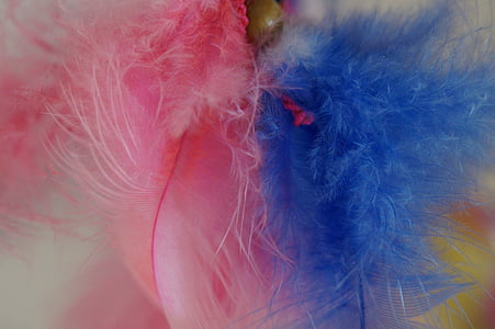 feather, color, colored, tender, fine, colorful, close