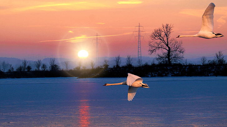 landscape, lake, sunrise, swans, fly, winter, cold