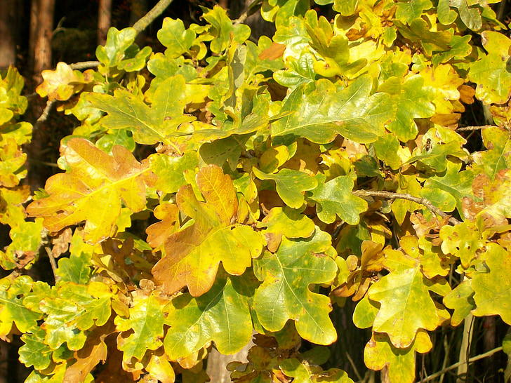 roble, hojas del roble, hojas, otoño, oro, amarillo brillante, follaje de otoño