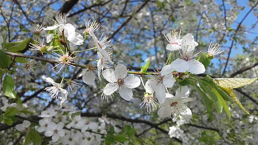 printemps, fleur blanche, fleurs, fleurs blanches, arbre fruitier, floraison, plantes