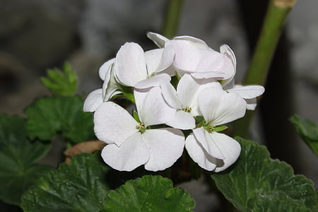flor, Ecuador, Riobamba, planta