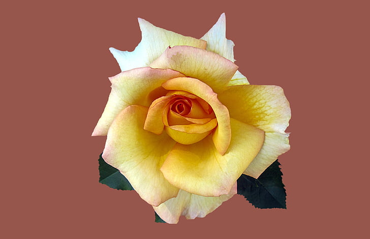 nobile la rosa perla, Rosengarten bad kissingen, città rosa bad kissingen, giardino di Rose, rosa, fiore, fiori di rosa