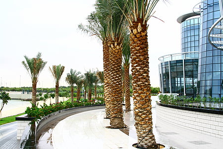 Abu dhabi, l'Ibis, Unió dels Emirats Àrabs
