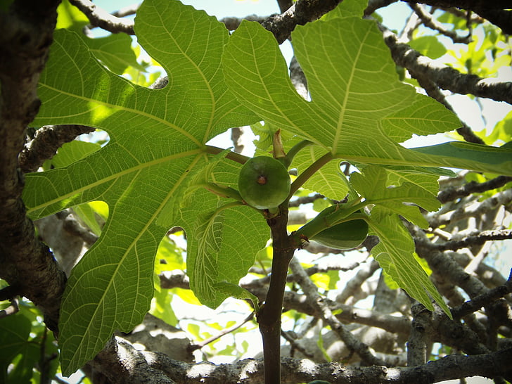fig tree, green leaves, fruit, figs, field, mediterranean, shrub