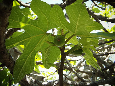 árbol de higo, hojas de color verde, fruta, higos, campo, Mediterráneo, arbusto