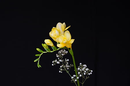flowers, yellow flowers, sia, yellow sia, tiresome, schnittblume, floristry