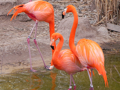 vaaleanpunainen flamingo, Albuquerque zoo, lintu