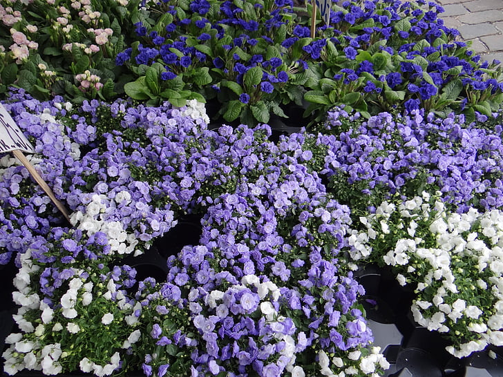 pasar bunga, Denmark, Funen, Bluebells, Kamar Double campanuela, auricles ganda auricles, musim semi