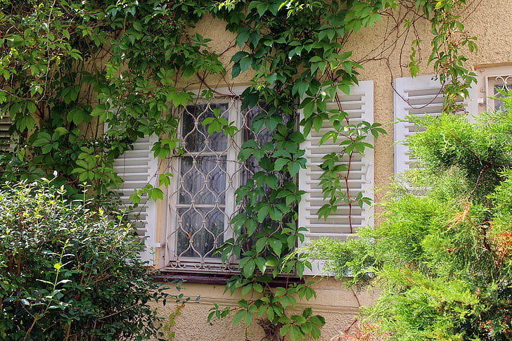 vindue, Ivy, vin partner, væg, facade, bjergbestiger, nedgroede