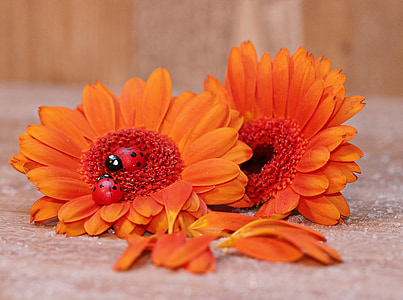 gerberas, ladybug, lucky ladybug, flower, flowers, colorful, orange