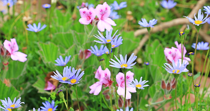 sinine daisy, Austraalia daisy, Daisy, lilled, taim, loodus, Flora