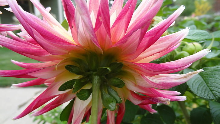 dahlia, pink and yellow, flower