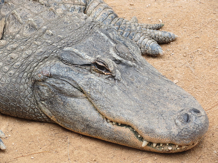 aligator, pesek, zobje na, kuščar, krokodil