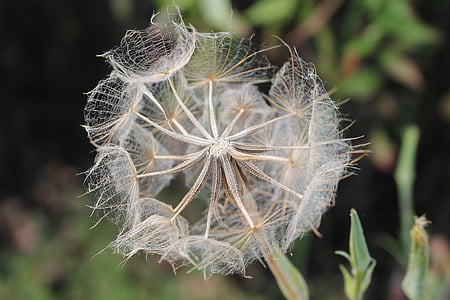 raiz de aveia, Tragopogon porrifolius, flor selvagem, Verão, desvaneceu-se, fofo, suave