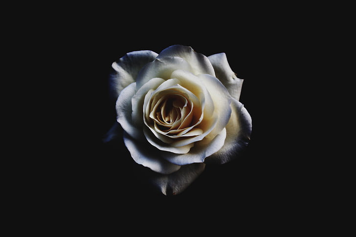 low, light, photography, white, rose, flowers, nature