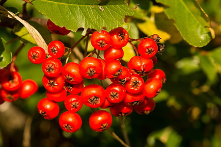 rowanberries, orange, autumn, fruits, bush, red, plant