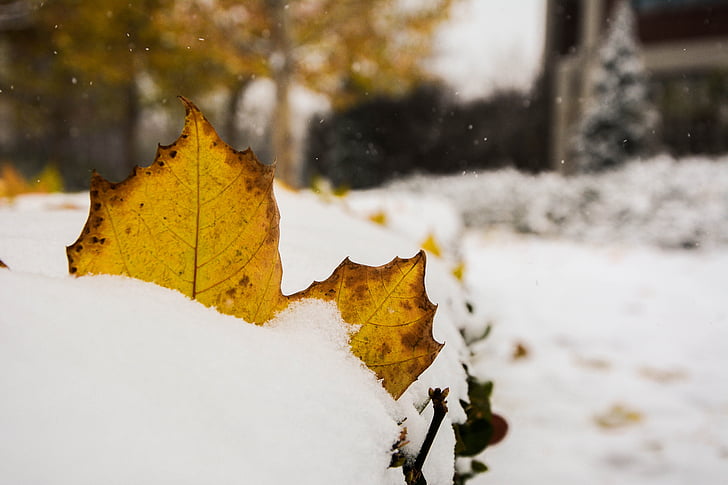 листя, взимку, Фото, сніг, Осінь