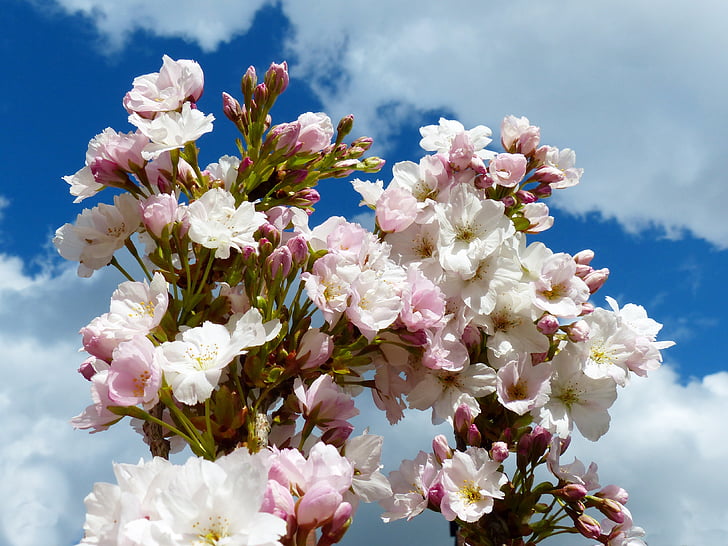 sarakkeen kirsikka, taivas, japanilaisten kirsikkapuiden, Blossom, Bloom, koriste kirsikka, Japanin kukinnan kirsikkapuu