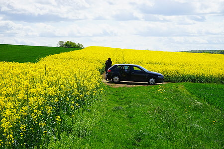 field of rapeseeds, photographer, auto, fields, reported, photograph, blütenmeer