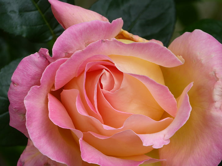 Роза, розово, жълто, Роузбъд, цвете, венчелистче, аромат