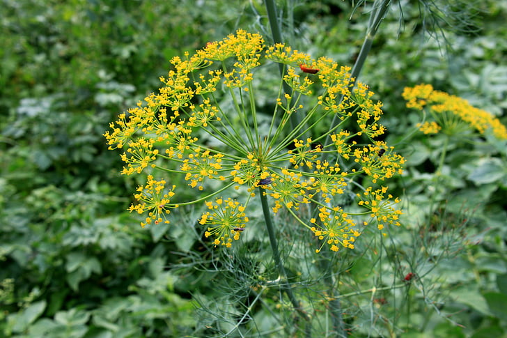 anethum, apiaceae, dill, flowers, graveolens, herbs, spices