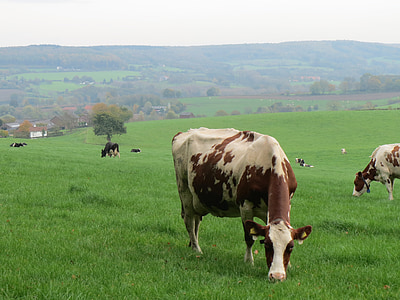 vaca, vacas, carne de bovino, natureza, pasto, Limburg
