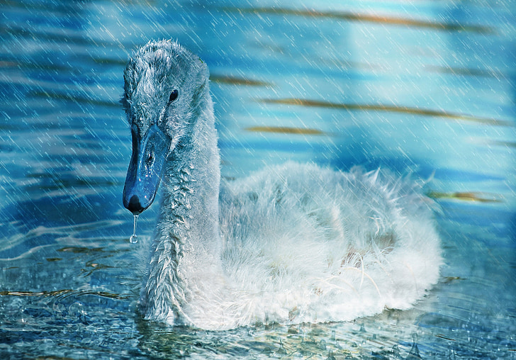 swan, young, young animal, water bird, water, rain