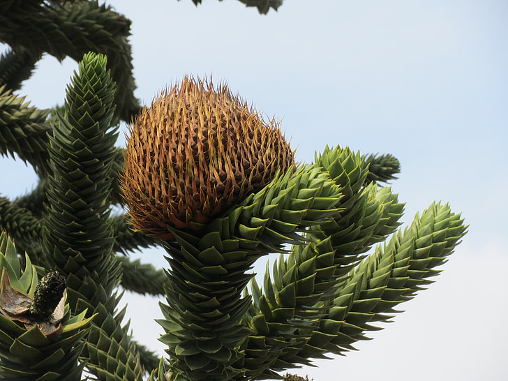 Araucaria araucna, opice puzzle strom, opičí ocas strom, chilské borovice, jehličnatý, strom, Flora