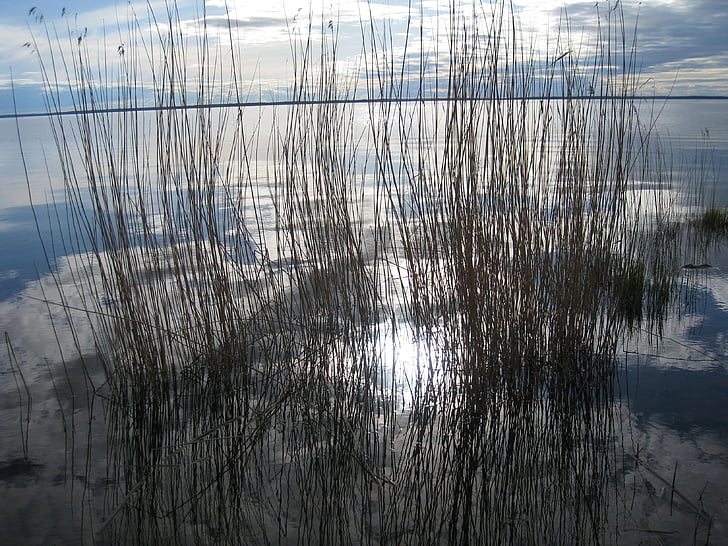 Reed, nước, bầu trời xanh, mùa xuân, Lake, đám mây, Thiên nhiên
