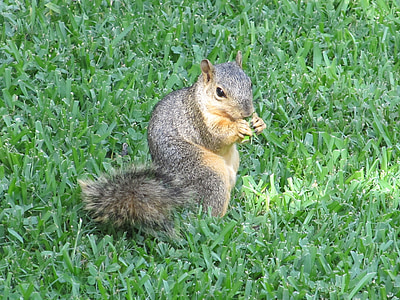 squirrel, common squirrel, eating, turning, grass, ground, furry