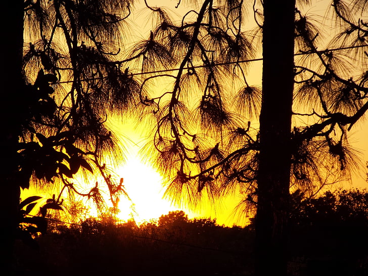 Sunset, solen, træer, fyrretræer, Pine branch, Wire, Dusk