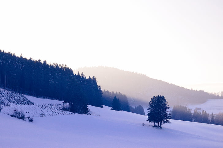 snowfield, mountains, trees, hills, winter, snow, cold