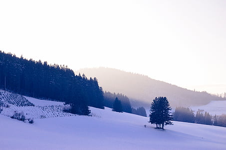 snowfield, dãy núi, cây, ngọn đồi, mùa đông, tuyết, lạnh