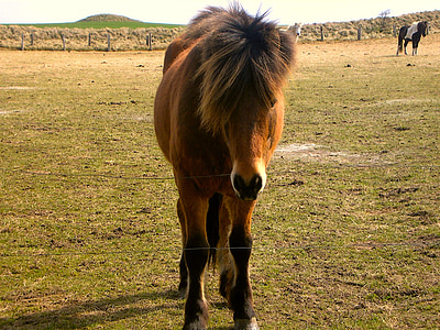 pony, graze, ride, animals, horse