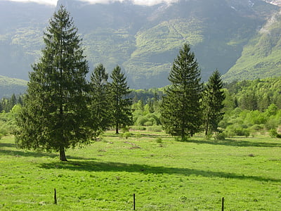 sosna, pole, Natura, góry, Słowenia, wiejski krajobraz, krajobraz