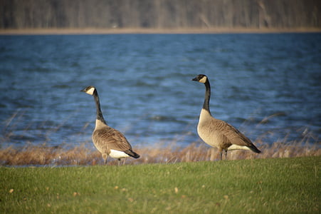 geese, lake, outdoors, wildlife, bird, nature, water