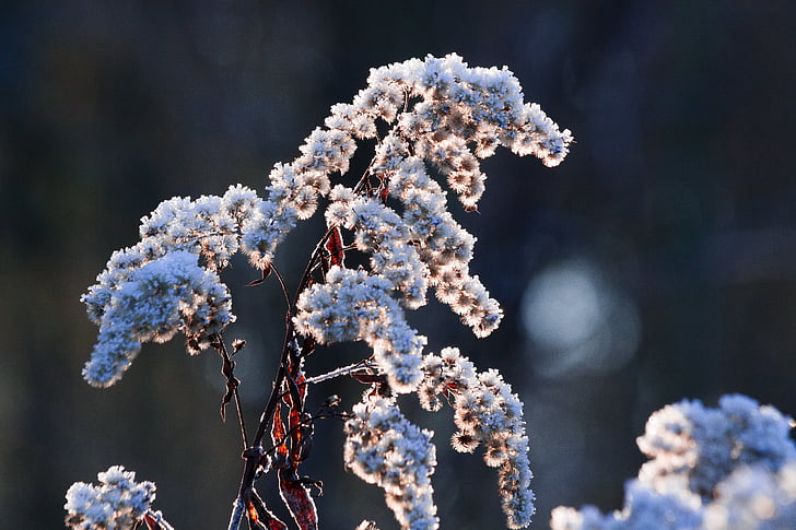 hoarfrost, frost, winter, nature, frozen, time of year, grass